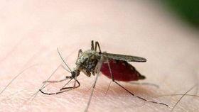 爆料大蚊子的视频播放大全,惊悚瞬间尽收眼底