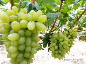 四川水果节免费吃瓜,免费吃瓜狂欢来袭！”  第2张