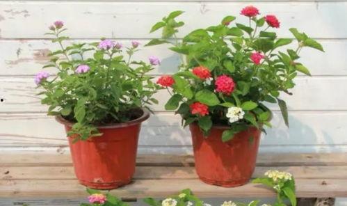 纳威莱特最新爆料新闻视频,揭秘事件背后惊人真相  第3张