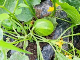 吃网红瓜的平台叫啥来着,揭秘那些热门话题背后的秘密  第2张