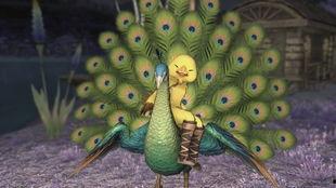 孔雀坐骑新爆料视频  第2张